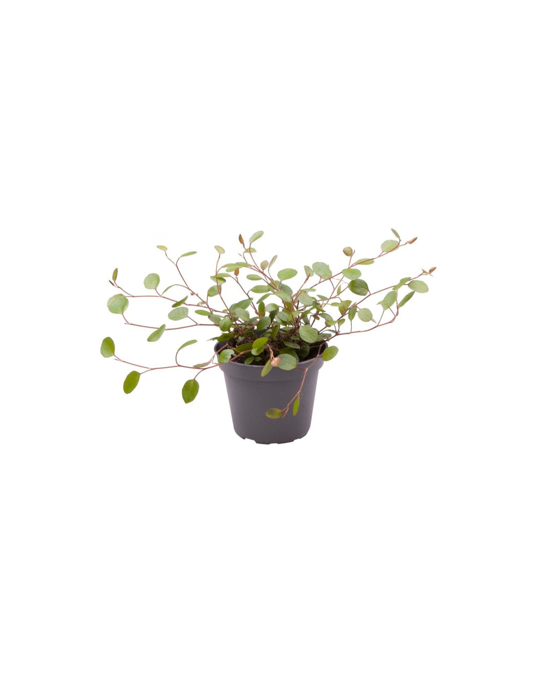 Muehlenbeckia complexa - Root Houseplants