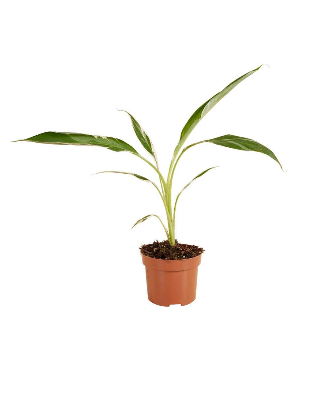 Musa 'Florida Variegata' - Root Houseplants