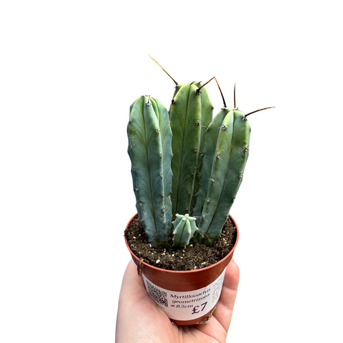 Myrtillocactus geometrizans - Root Houseplants