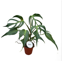 Load image into Gallery viewer, Nantes planter - Root Houseplants
