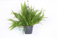 Charger l&#39;image dans la galerie, Nephrolepis exaltata &#39;Green Lady&#39; - Root Houseplants
