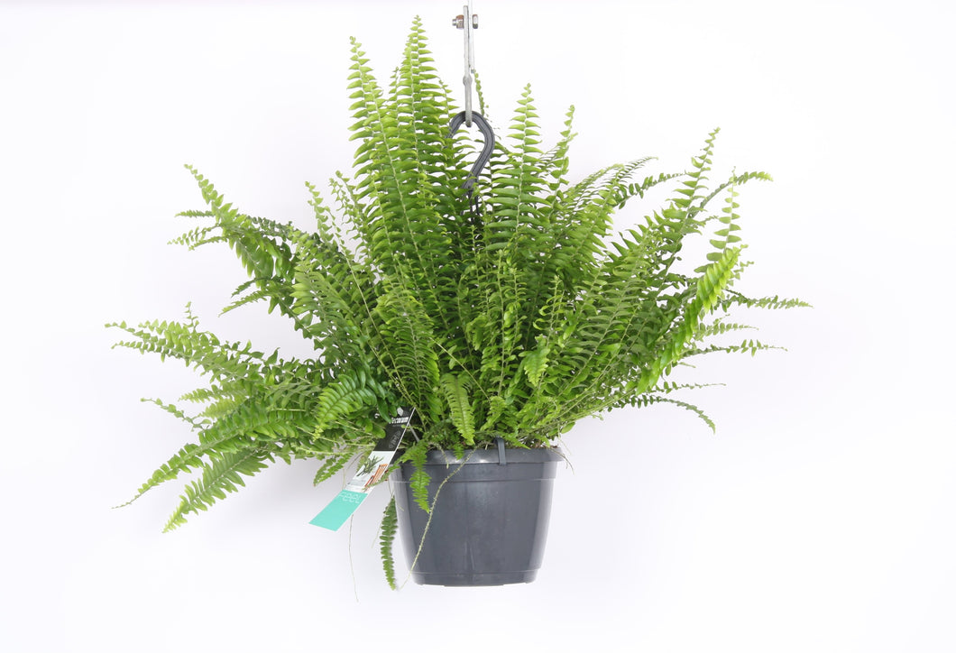 Nephrolepis exaltata 'Green Lady' - Root Houseplants