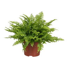 Charger l&#39;image dans la galerie, Nephrolepis exaltata &#39;Green Lady&#39; - Root Houseplants
