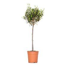 Lade das Bild in den Galerie-Viewer, Olea europaea - Olive Tree - Root Houseplants
