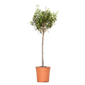 Olea europaea - Olive Tree - Root Houseplants