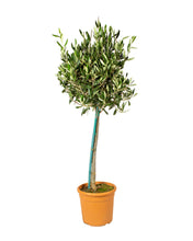 Lade das Bild in den Galerie-Viewer, Olea europaea - Olive Tree - Root Houseplants
