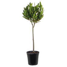 Lade das Bild in den Galerie-Viewer, Olea europaea - Olive Tree - Root Houseplants
