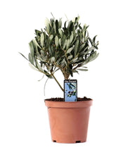 Lade das Bild in den Galerie-Viewer, Olea europaea - Olive Tree - Root Houseplants
