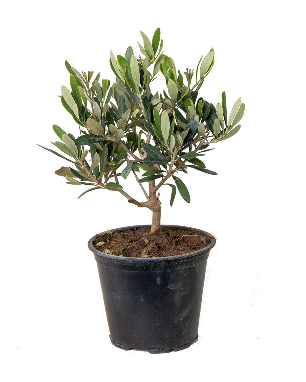 Olea europaea - Olive Tree - Root Houseplants