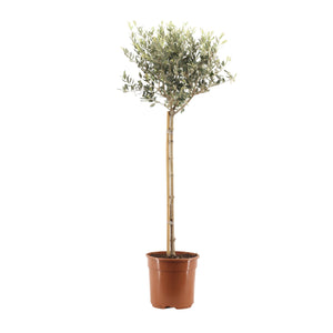 Olea europaea - Olive Tree - Root Houseplants