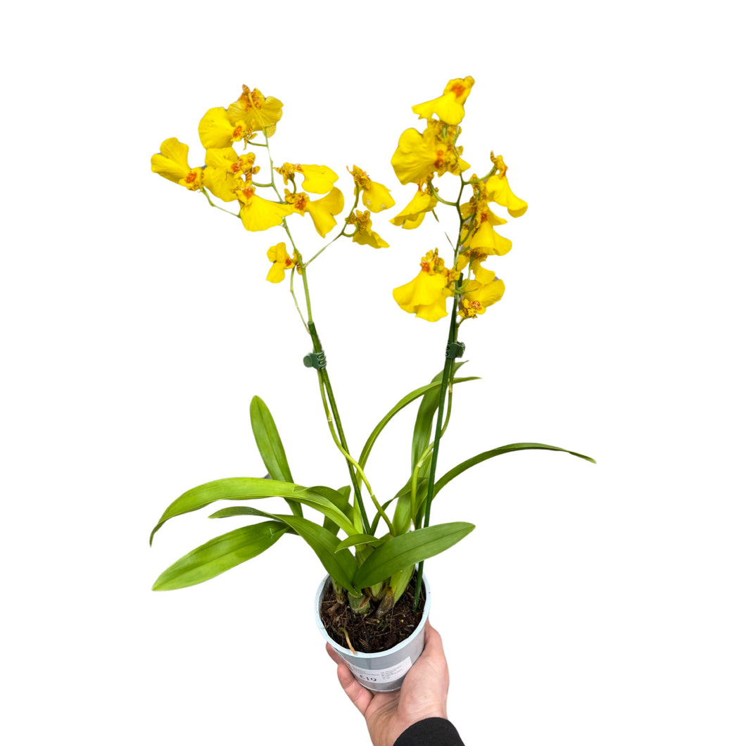 Oncidium Münsterland Stern - Root Houseplants