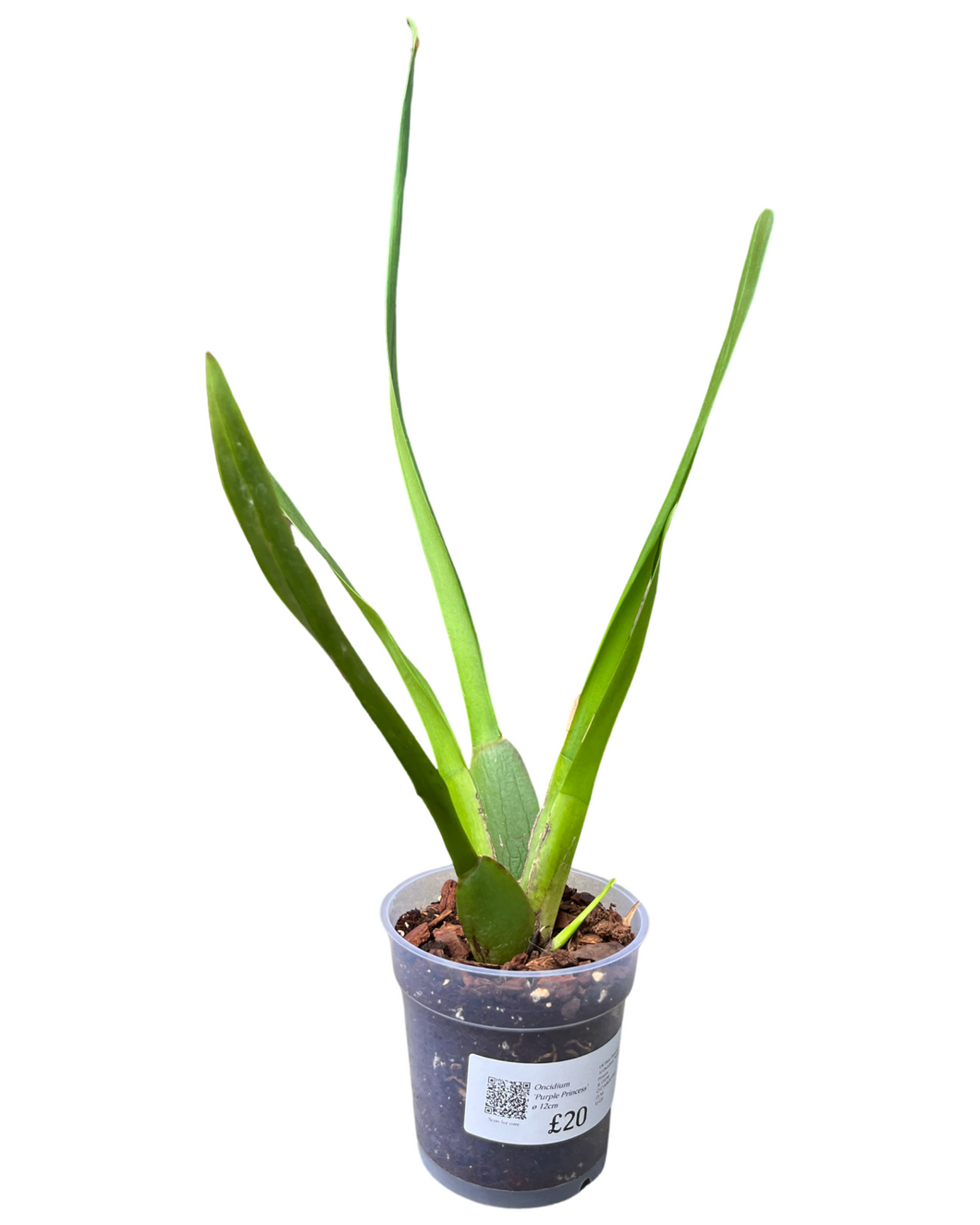 Oncidium 'Purple Princess' (syn. Cambria 'Purple Princess' ) - Root Houseplants