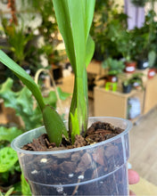 Lade das Bild in den Galerie-Viewer, Oncidium &#39;Purple Princess&#39; (syn. Cambria &#39;Purple Princess&#39; ) - Root Houseplants
