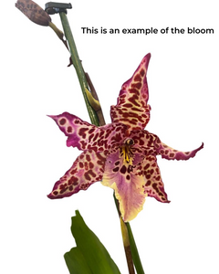 Oncidium 'Purple Princess' (syn. Cambria 'Purple Princess' ) - Root Houseplants