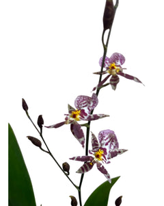 Oncidium 'Titanium Treasure' - Root Houseplants