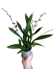 Lade das Bild in den Galerie-Viewer, Oncidium &#39;Titanium Treasure&#39; - Root Houseplants
