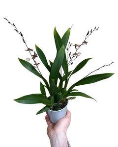 Oncidium 'Titanium Treasure' - Root Houseplants