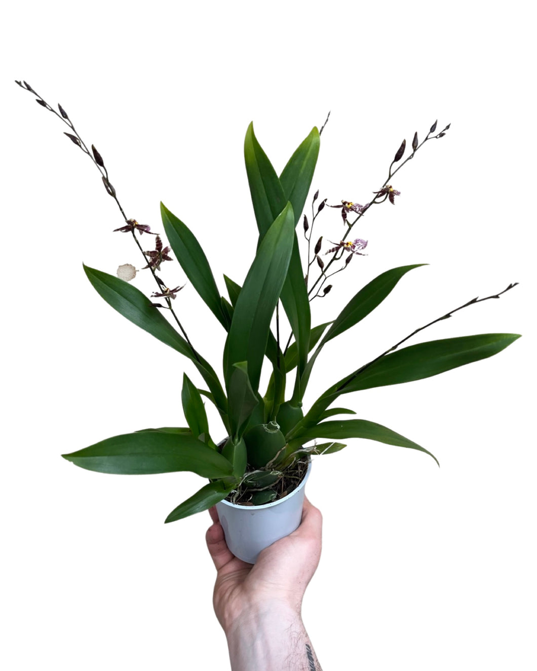 Oncidium 'Titanium Treasure' - Root Houseplants