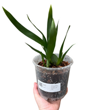 Charger l&#39;image dans la galerie, Oncidium Twinkle gx - Root Houseplants
