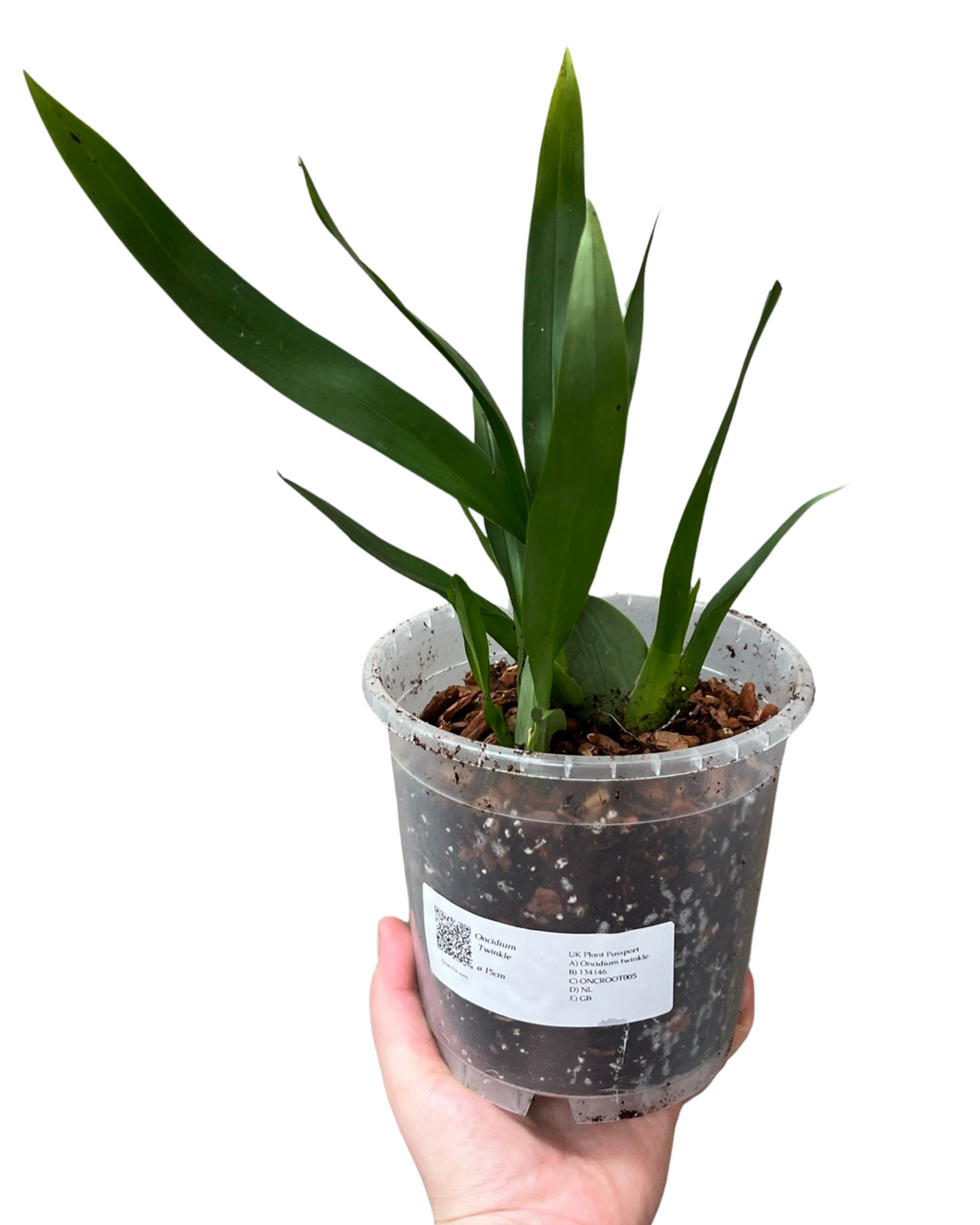 Oncidium Twinkle gx - Root Houseplants
