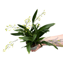 Charger l&#39;image dans la galerie, Oncidium Twinkle gx - Root Houseplants
