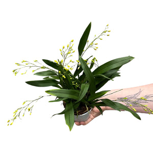 Oncidium Twinkle gx - Root Houseplants