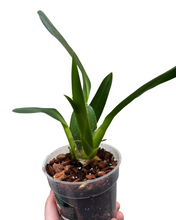 Charger l&#39;image dans la galerie, Oncidium Twinkle gx - Root Houseplants
