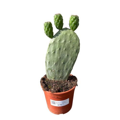 Opuntia ficus-indica - Root Houseplants