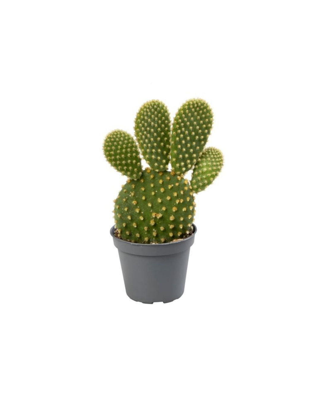 Opuntia microdasys - Root Houseplants