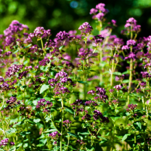 Load image into Gallery viewer, Origanum vulgare - Root Houseplants
