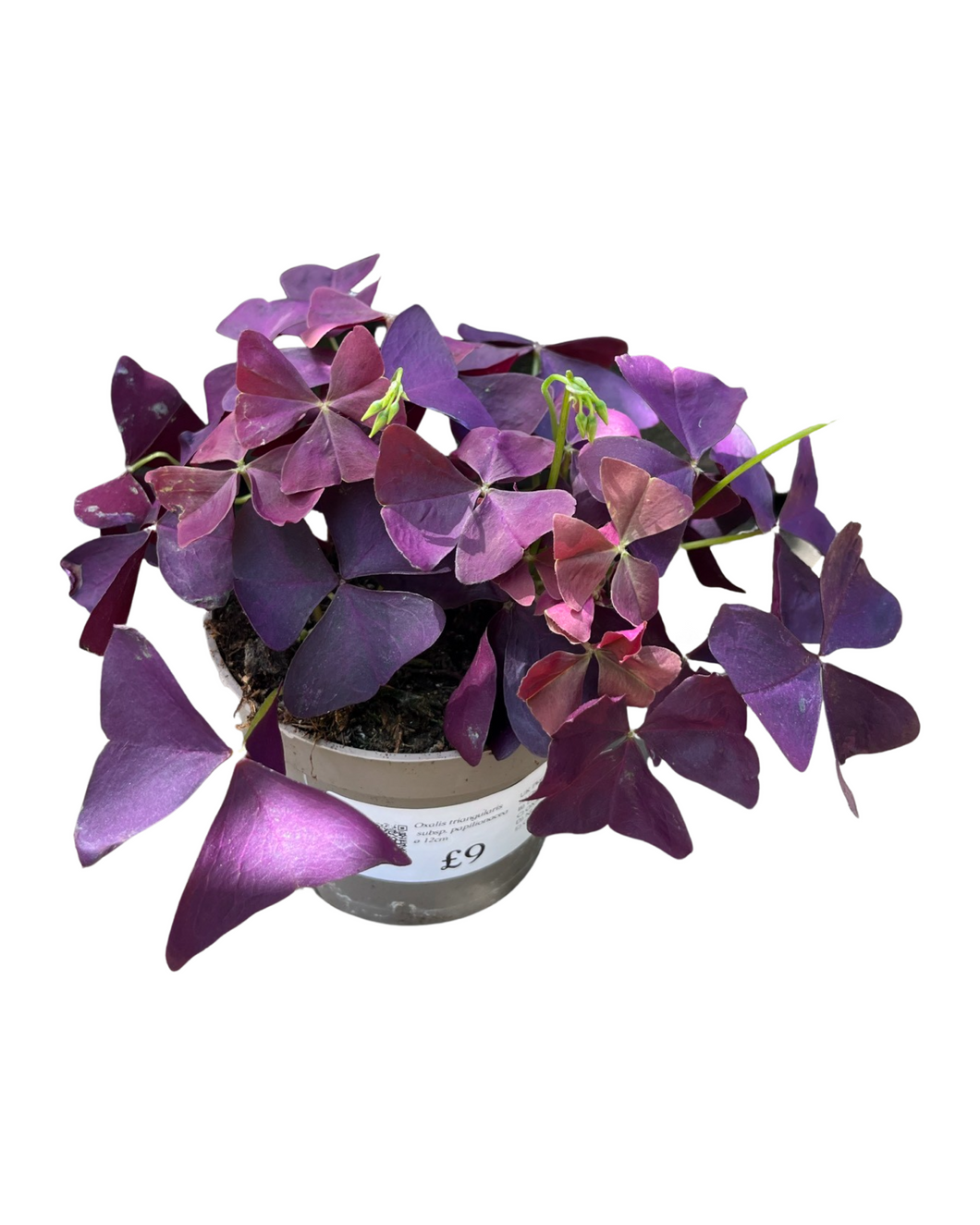 Oxalis triangularis subsp. papilionacea - Root Houseplants