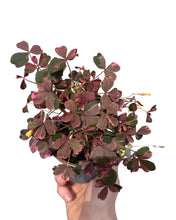 Charger l&#39;image dans la galerie, Oxalis vulcanicola &#39;Plum Crazy&#39; - Root Houseplants
