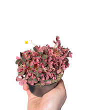 Charger l&#39;image dans la galerie, Oxalis vulcanicola &#39;Plum Crazy&#39; - Root Houseplants
