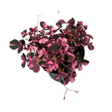 Charger l&#39;image dans la galerie, Oxalis vulcanicola &#39;Plum Crazy&#39; - Root Houseplants
