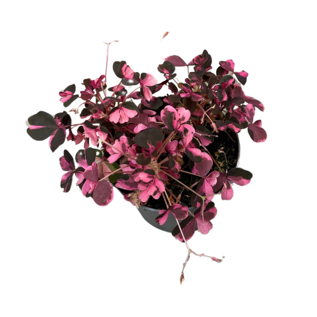 Oxalis vulcanicola 'Plum Crazy' - Root Houseplants