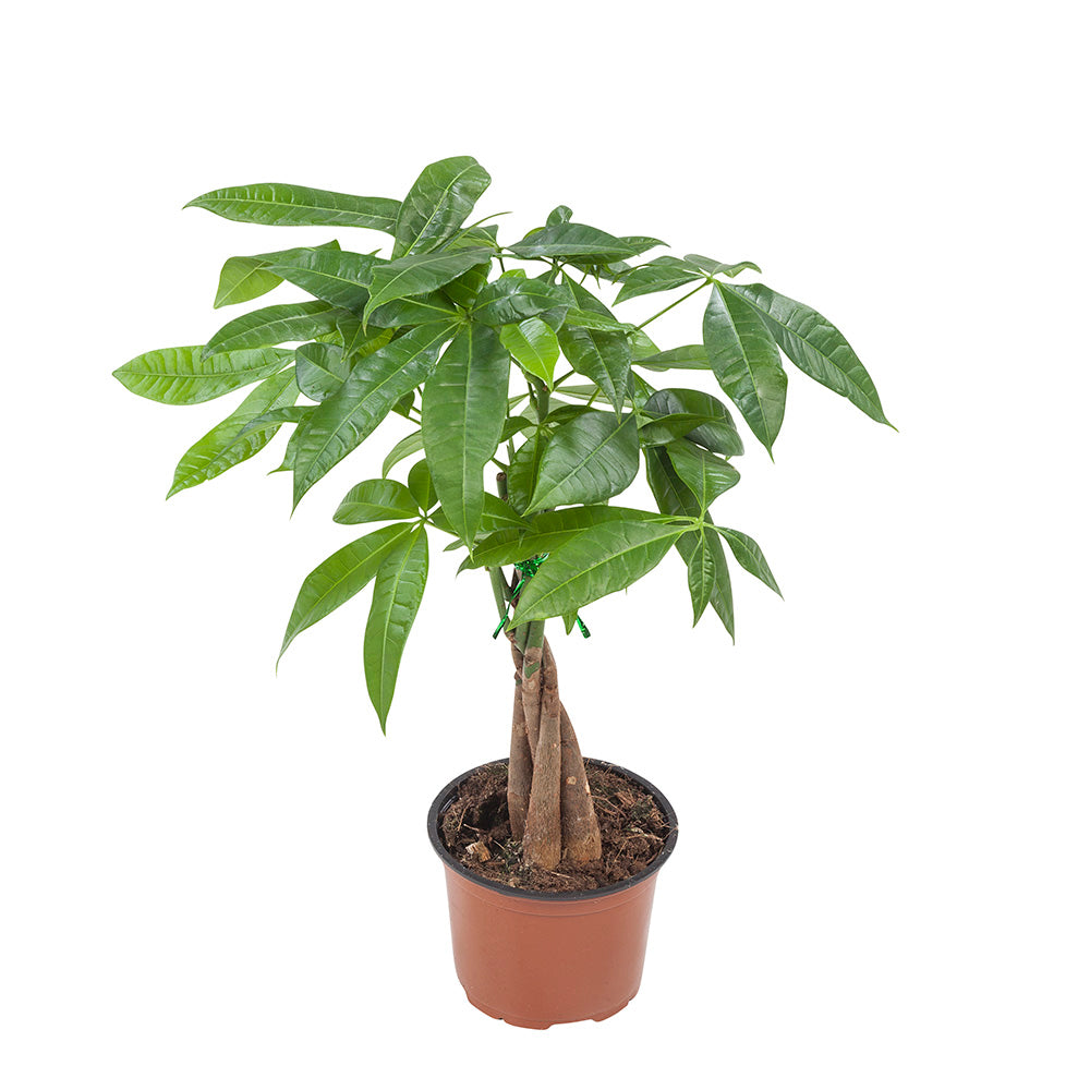 Pachira aquatica - Root Houseplants