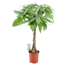 Charger l&#39;image dans la galerie, Pachira aquatica - Root Houseplants

