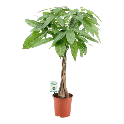 Pachira aquatica - Root Houseplants