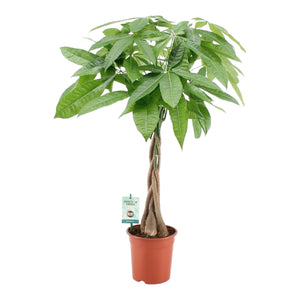 Pachira aquatica - Root Houseplants