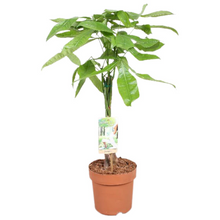 Charger l&#39;image dans la galerie, Pachira aquatica - Root Houseplants
