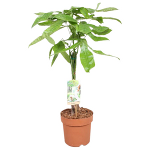 Pachira aquatica - Root Houseplants