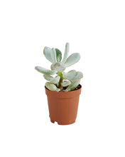 Lade das Bild in den Galerie-Viewer, Pachyphytum bracteosum - Root Houseplants

