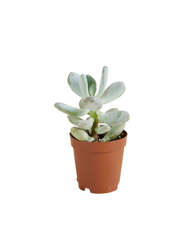 Pachyphytum bracteosum - Root Houseplants