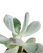 Lade das Bild in den Galerie-Viewer, Pachyphytum bracteosum - Root Houseplants
