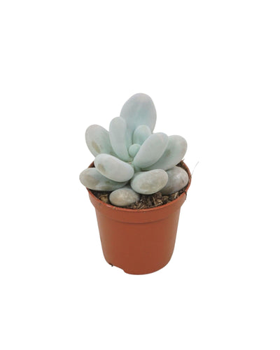 Pachyphytum oviferum - Root Houseplants