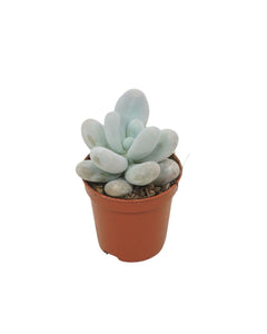Pachyphytum oviferum - Root Houseplants