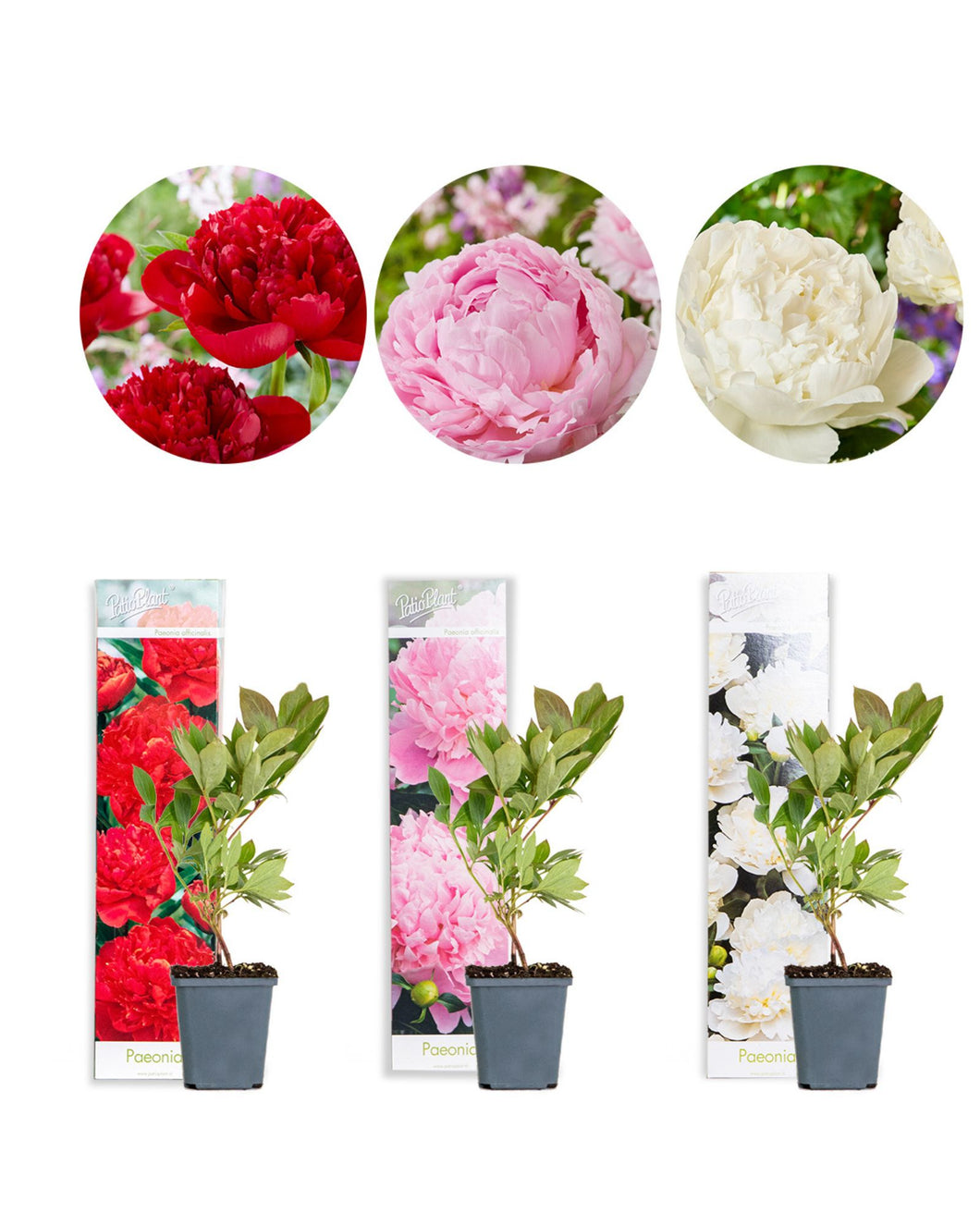 Paeonia/Peony Mix - Root Houseplants