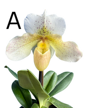 Load image into Gallery viewer, Paphiopedilum Hybrid - Root Houseplants
