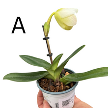 Load image into Gallery viewer, Paphiopedilum Hybrid - Root Houseplants
