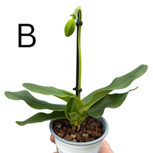 Load image into Gallery viewer, Paphiopedilum Hybrid - Root Houseplants
